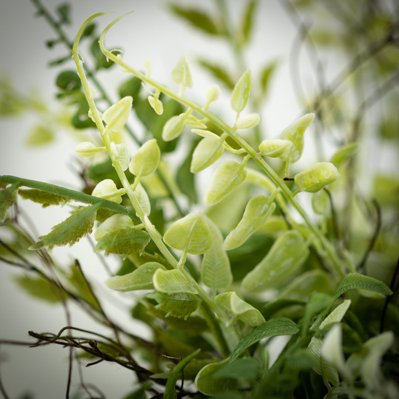 Fern Stems