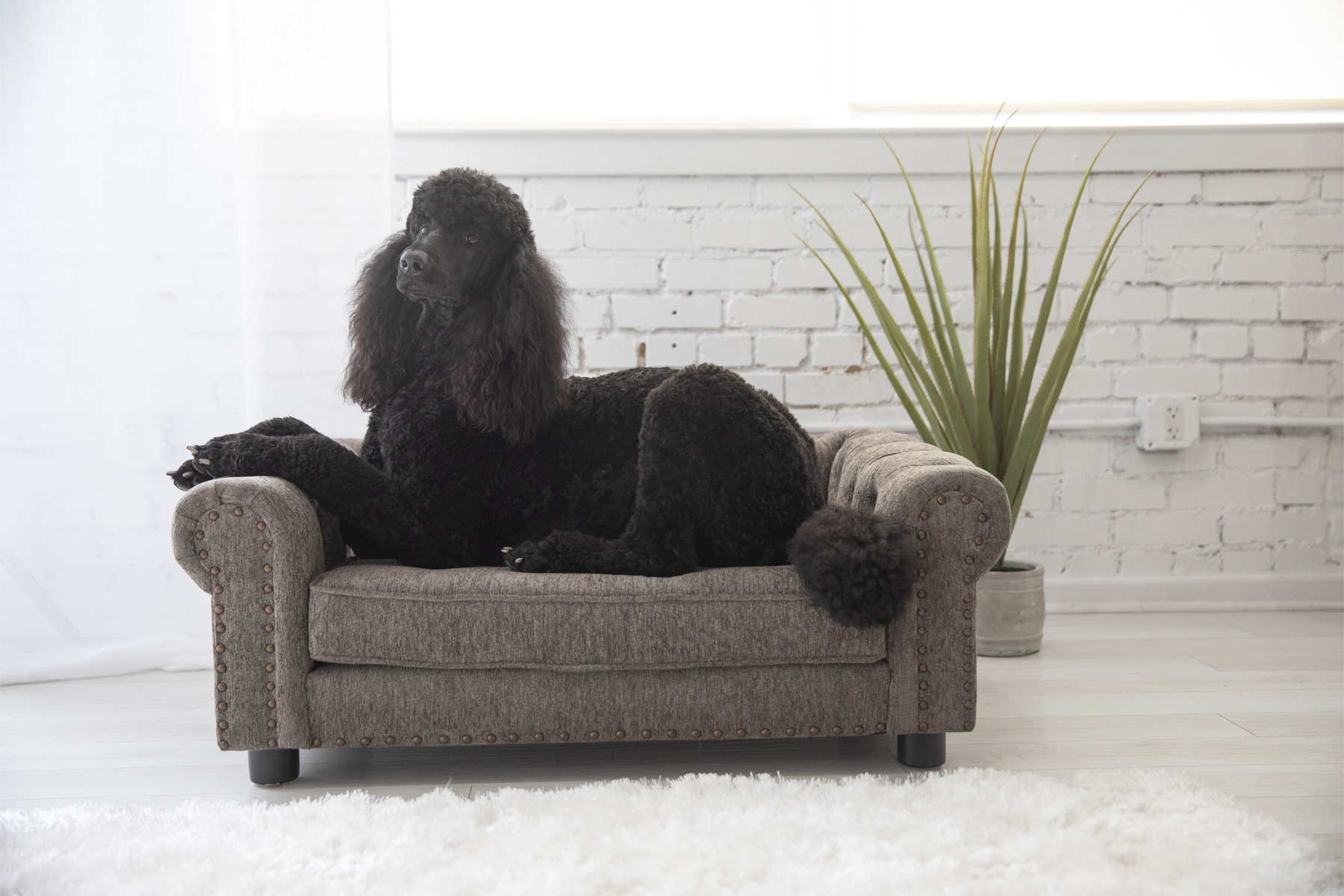 LaZBoy Newton Furniture Dog Sofa & Reviews Wayfair