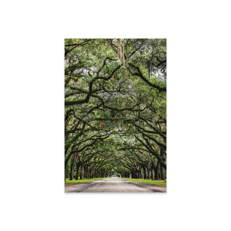 Savannah Road of Oak Trees, impression sur verre acrylique