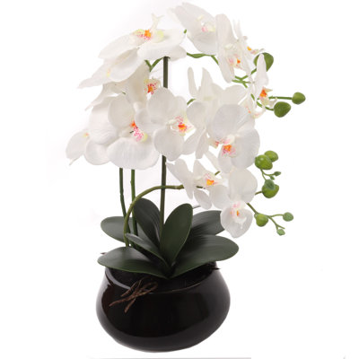 Orchidée Phalaenopsis blanche avec pot rond de 7 pouces - 12 fleurs, 5 feuilles - pot - 1 pièce