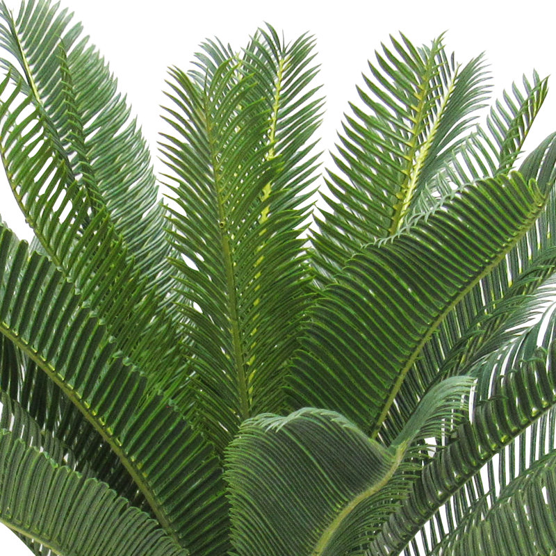 Plante tropicale 28 po Sago Cycas