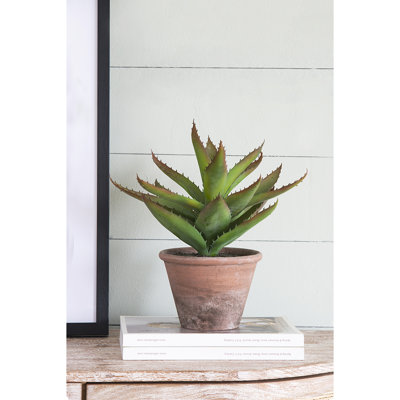 Prince succulent en pot