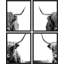 «Black and White Animal Shetland Farm Cow», reproduction imprimée sur papier, 4 pièces-97782227-97782223