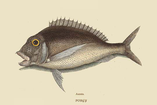 Reproduction d’art graphique, "porgy" par catesby catesby, H 28 po x l 42 po x P 1,5 po