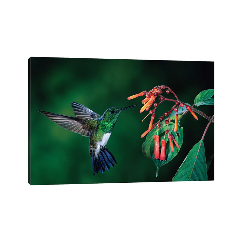 Snowy-Bellied Hummingbird Male Flying Near Firebush Flowers Cloud Forest, Costa Rica by Michael & Patricia Fogden - Wrapped Canvas Print