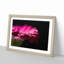 Pink Gerbera Flower - Picture Frame Painting Print-55584039-55584041