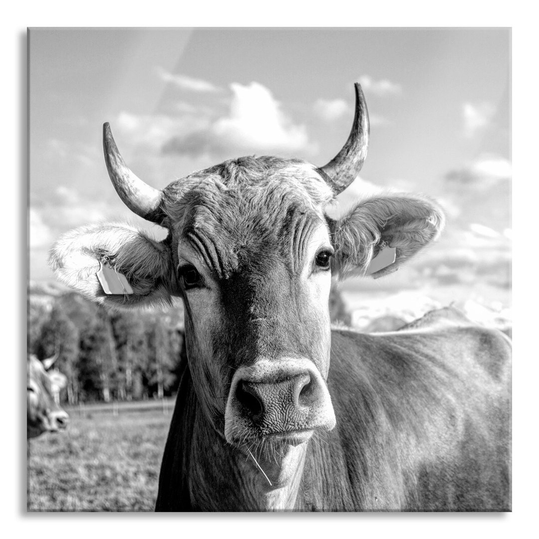 Glasbild Neugierige Kuh auf der Weide im Allgäu, monochrom