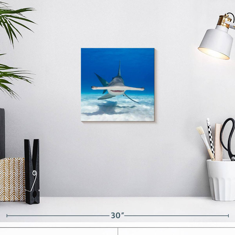 Requin-marteau Brampt nageant