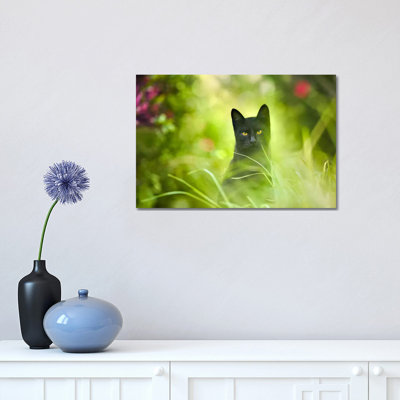 " Black Cat " by Ben Heine