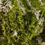 Tapis vert à poils longs treillis Rugs.com Ruth-835515003