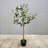 Faux Olive Tree for table top