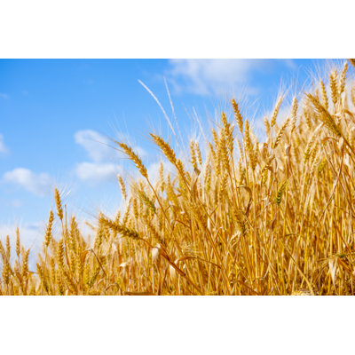 Golden Summer Corn 1 Piece Wrapped Canvas Wall Art