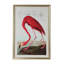 American Flamingo Print