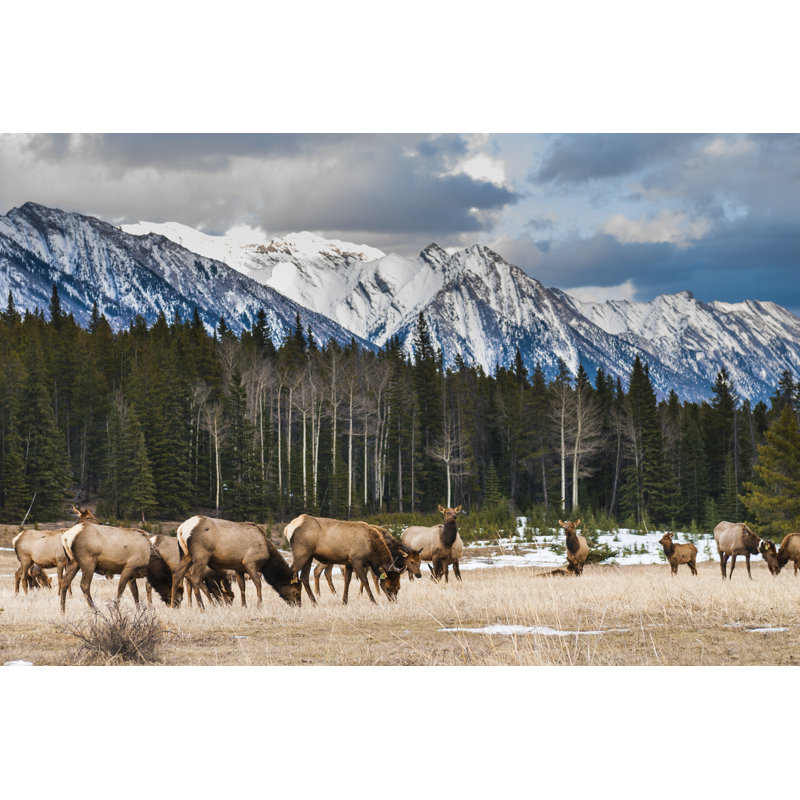 Wild Elk - Photographie sur toile tendue, H 32 po x l 48 po