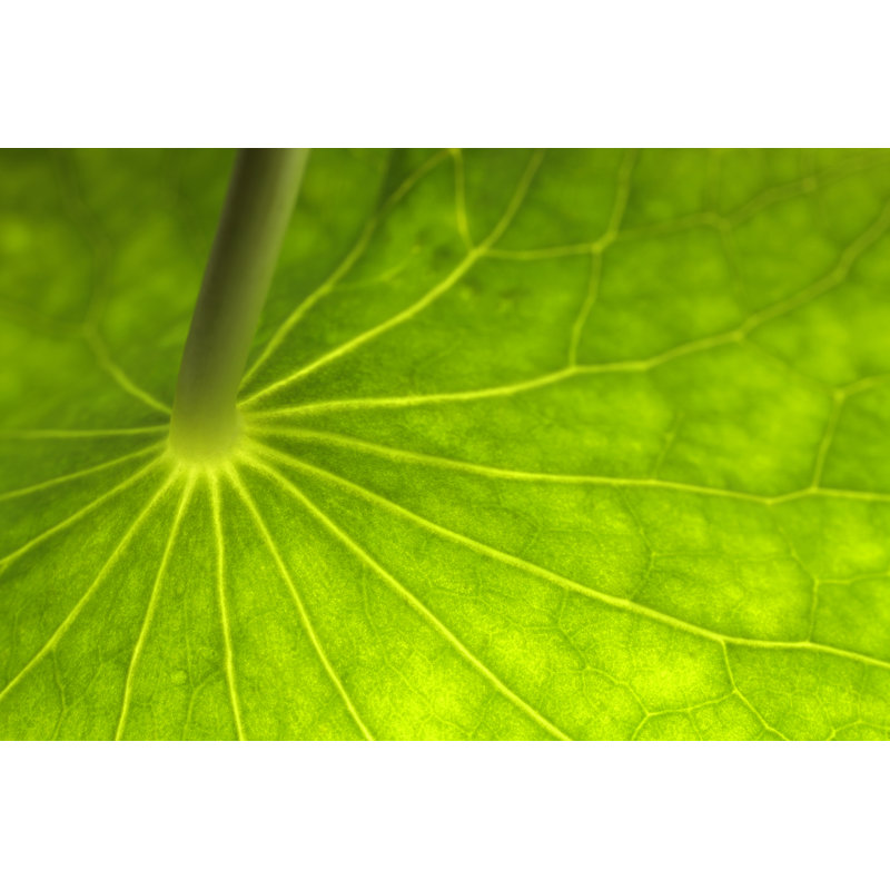 Underside of Lily Pad Leaf by Adamdodd, 32" H x 48" W