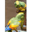 Porcelain Double Parrots Figurine With Bronze Ormolu In Bird Figure Collection