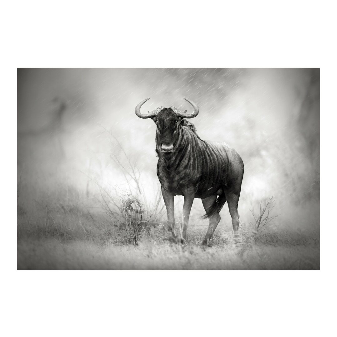 Fototapete Staring Wildebeest