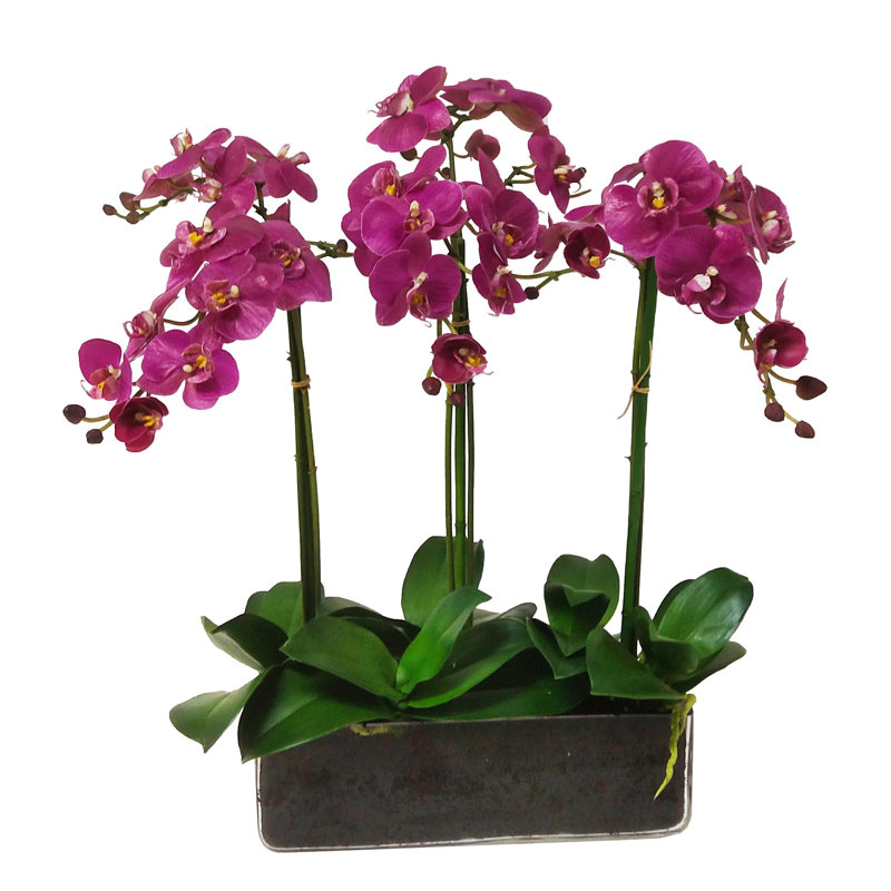 Orchid Phalaenopsis In Glass