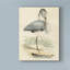 «Antique Heron IV», reproduction sur toile tendue-33521983