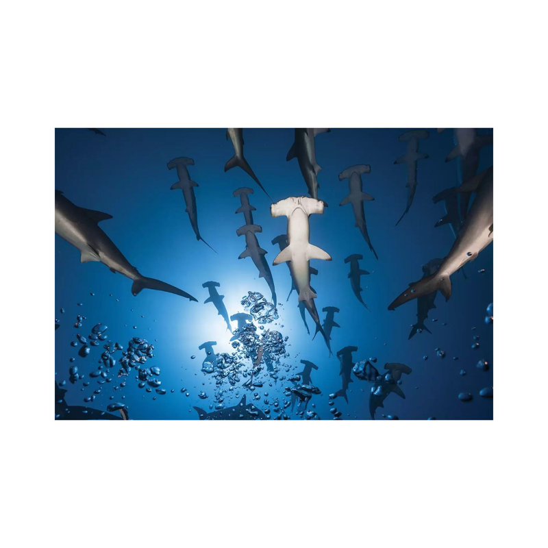 Hammerhead Shark by Barathieu Gabriel - Wrapped Canvas Print, 20.32 cm H x 30.48 cm W