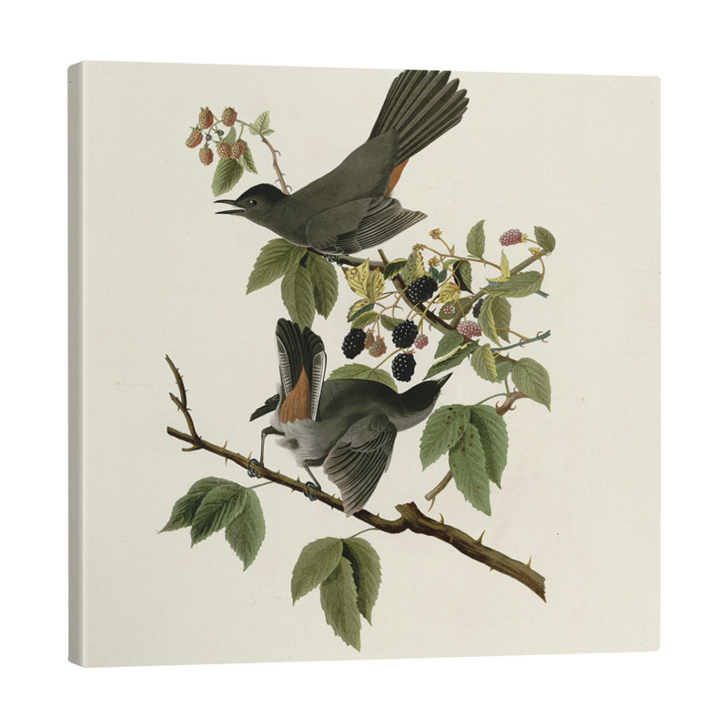 Toile tendue avec châssis d'oiseaux chat, H 8 po x l 8 po x P 2 po