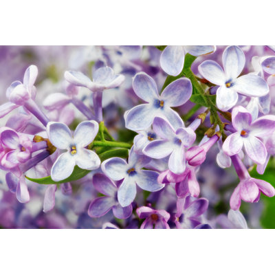 " Bunch Of Lilac "