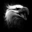 «Eagle Eye», impression sur toile tendue-74876317-74876316-19757339