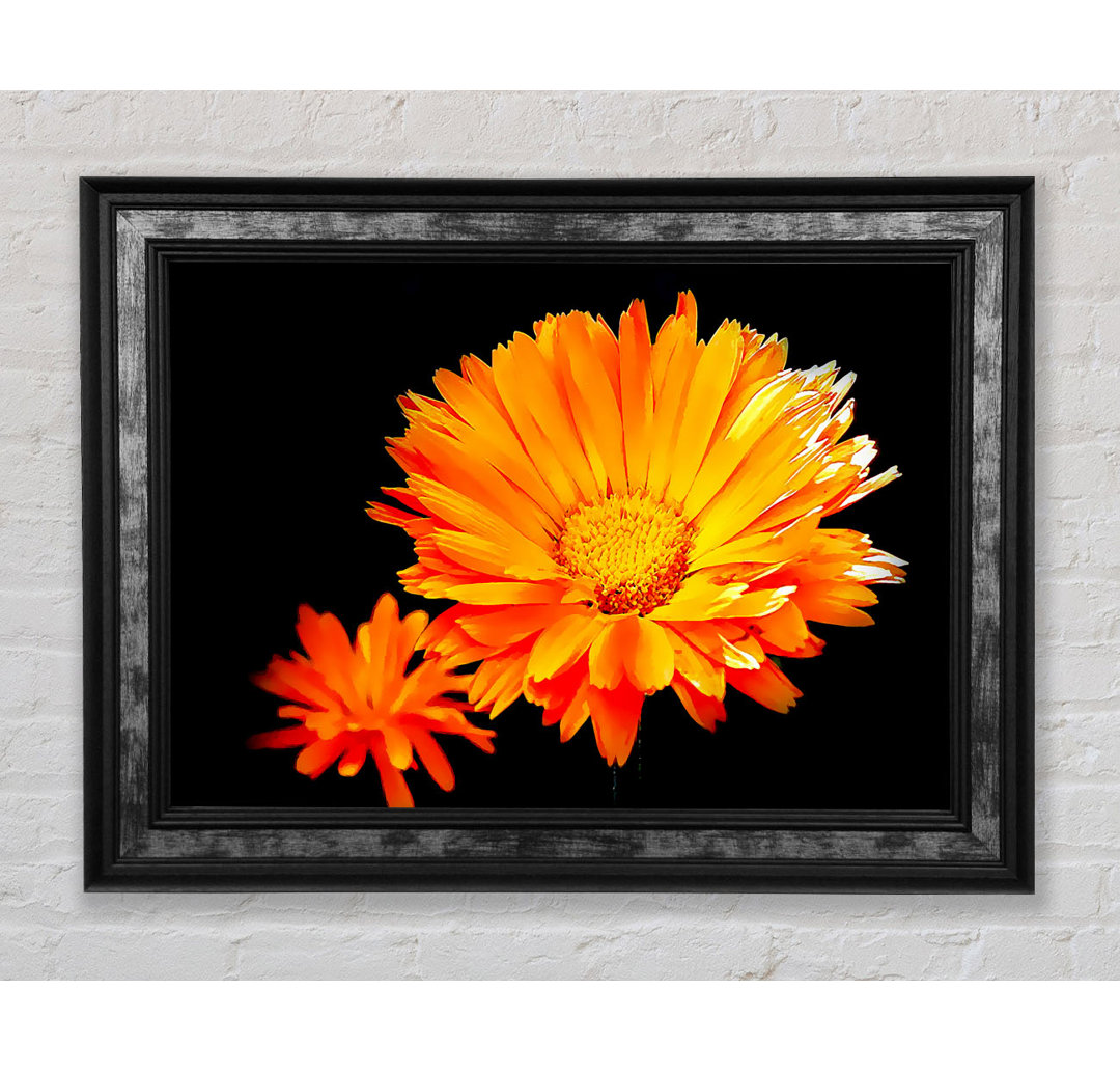 Vibrant Orange Gerberas - Einzelne Bilderrahmen Kunstdrucke