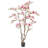 82" Pink Magnolia Flowering Tree in Pot