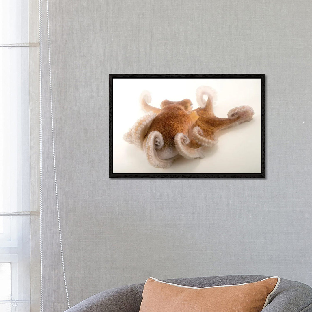 A Common Octopus At Gulf Specimen Marine Lab And Aquarium by Joel Sartore - Gallery-Wrapped Canvas Giclée on Canvas