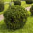 2.5 Qt. Wintergreen Boxwood - Evergreen Shrub for Full Sun to Part Shade