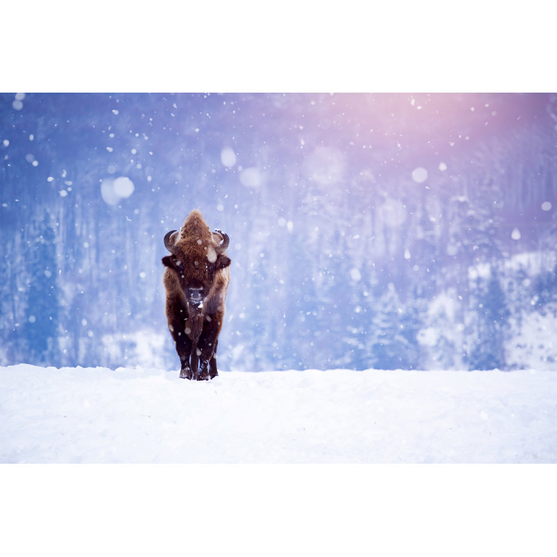 European Bison - Wrapped Canvas Print, 30cm H x 46cm W