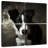 Brampt Border Collie Puppy