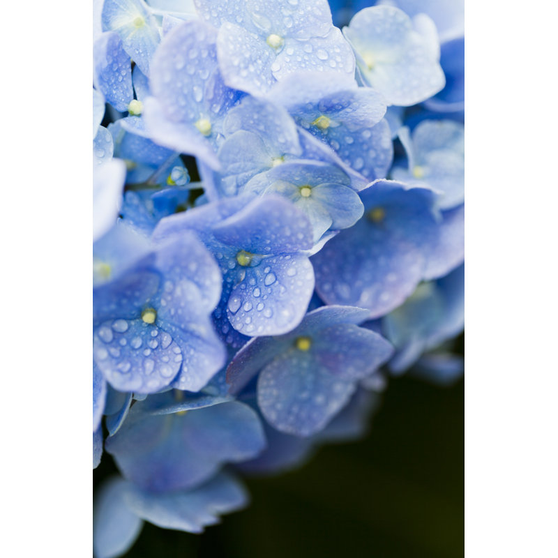Blue Hydrangea - Wrapped Canvas Print