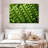 Yarlin Peas-107705790