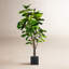Plantes 84 po FIDDLE LEAF