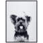 Yorkshire Terrier - cadre photo, impression sur verre