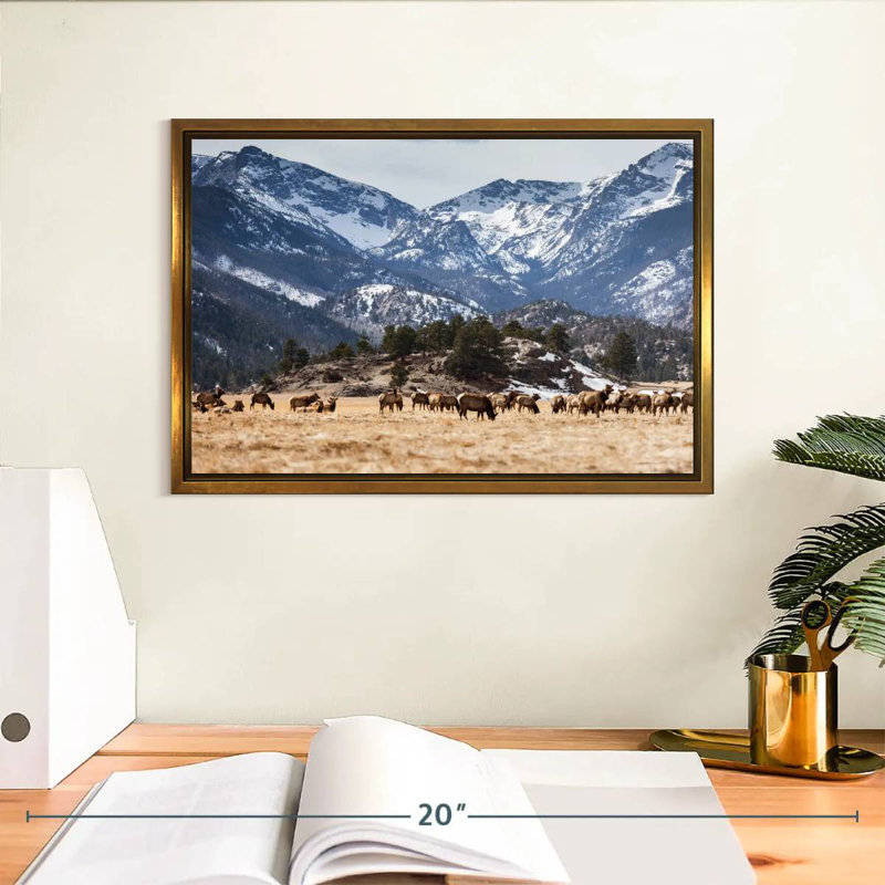 Élans des montagnes Rocheuses, Cadre flottant doré, 13 po x 9 po