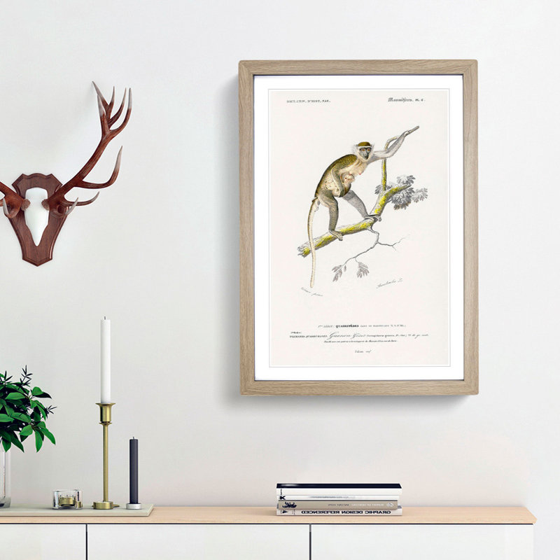 Grivet Monkey PL. 6 by Charles D'Orbigny - Picture Frame Painting Print, 36cm H x 27cm W x 2cm D, Oak Framed