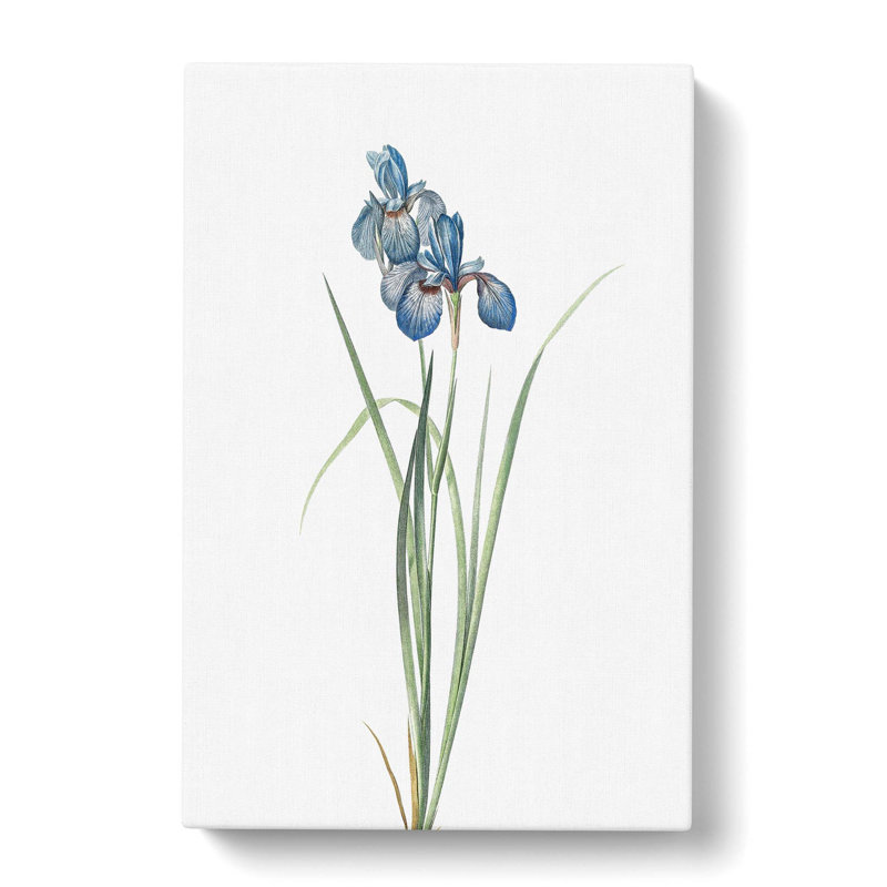 Iris Pratensis by Pierre-Joseph Redoute - Wrapped Canvas Painting, 50cm H x 35cm W x 3cm D