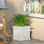 MGO PLANT