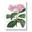 «Vintage Plant Life XXIII», peinture sur toile-59815302-59815312