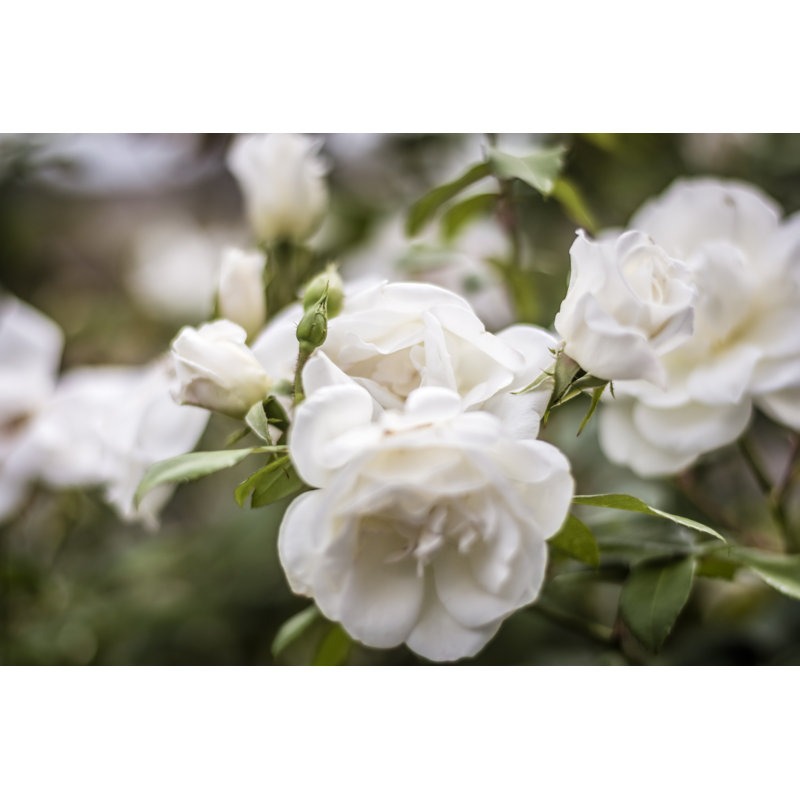 Rose - photographie sur toile, H 8 po x l 12 po