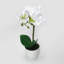 Centres de table orchidées phalaenopsis en pot-1994886774-1996288491
