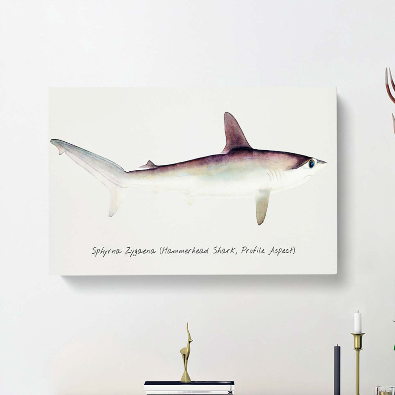 Illustration Of A Hammerhead Shark by F.E. Clarke - Wrapped Canvas Painting, 35cm H x 50cm W x 3cm D