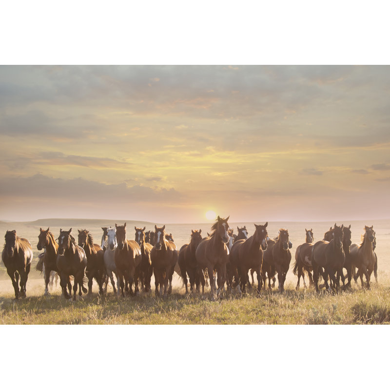 Horse Motion I by PHBurchett -  Photograph, Wrapped Canvas, 81 cm H x 122 cm W