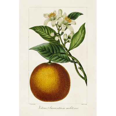 " Antique Citrus Fruit I "