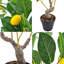 Citron artificiel PEVA de 131,5 po de hauteur avec verdure réaliste et pot en plastique noir