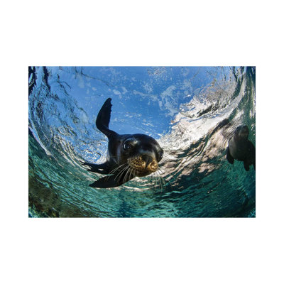 California Sea Lion Playing At Surface Near La Paz - Wrapped Canvas Print