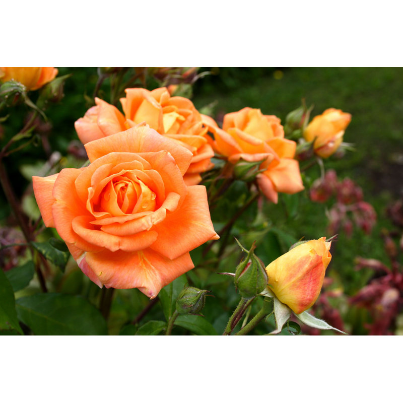 Kenwyn Rose in Woburn Abbey par Andrew Waugh - photographie sur toile tendue, H 8 po x l 12 po